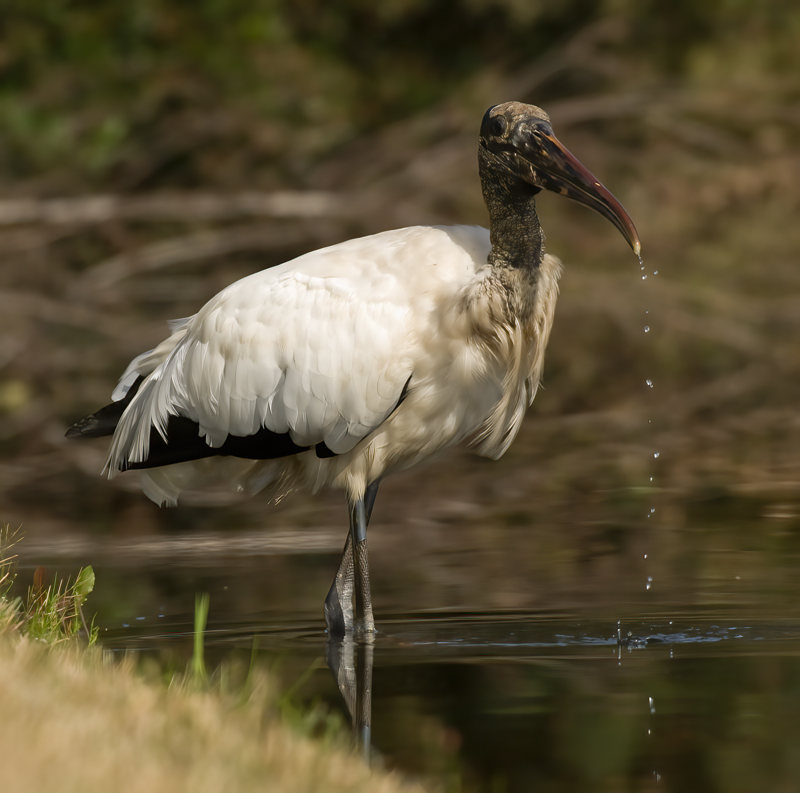 Wood_Stork_09_FL_036