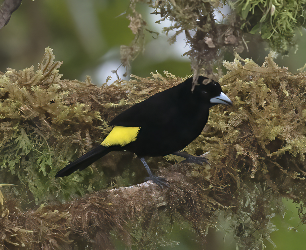 Yellow-rumped_Tanager_18_Ecuador_024