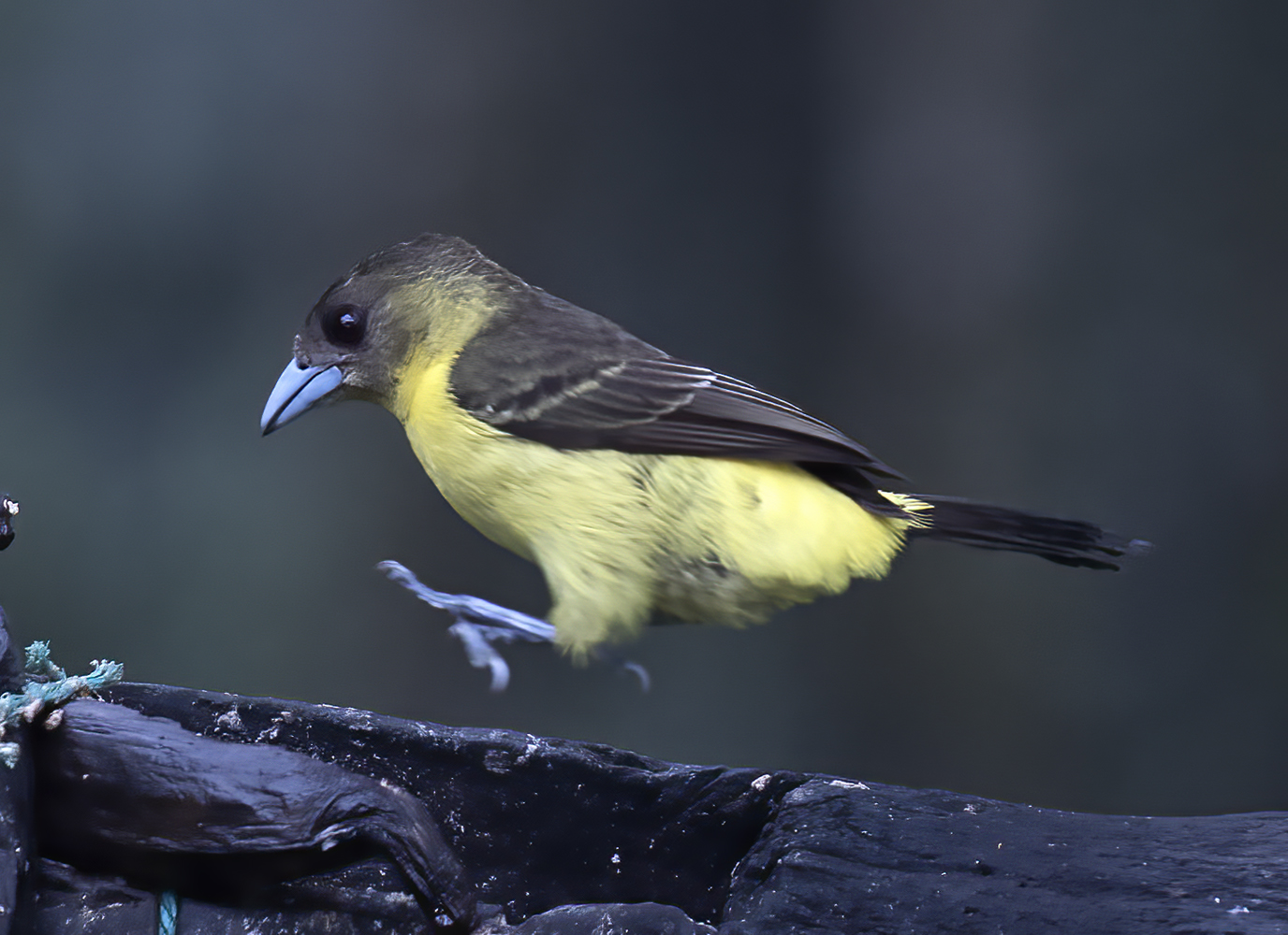 Yellow-rumped_Tanager_18_Ecuador_066