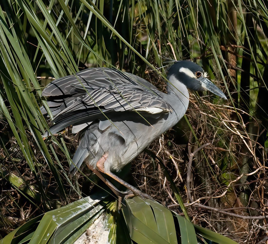 Yellow_crowned_Night_Heron_09_FL_063