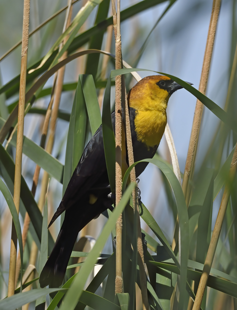 Yellow_headed_Blackbird_15_CA_014