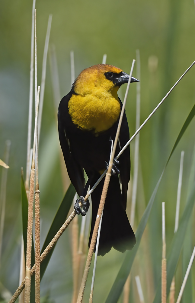 Yellow_headed_Blackbird_15_CA_041