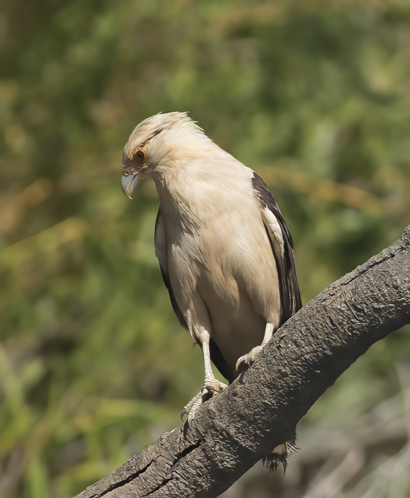 Yellow_headed_Caracara_17_Costa_Rica_009