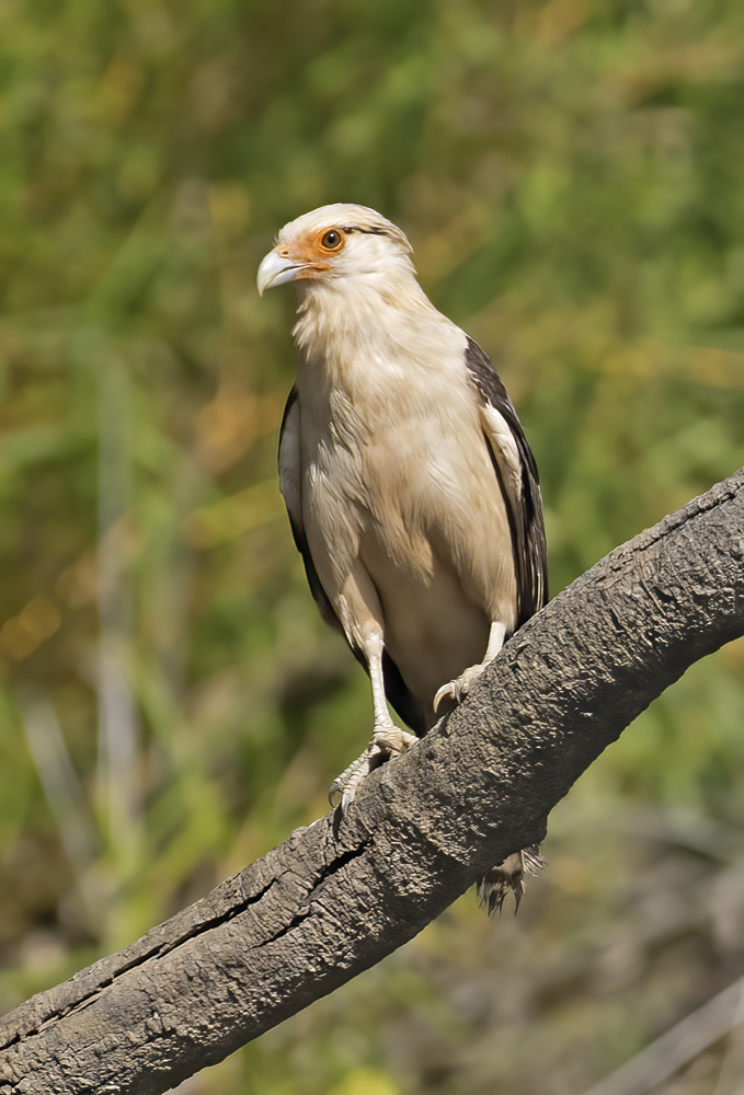 Yellow_headed_Caracara_17_Costa_Rica_010