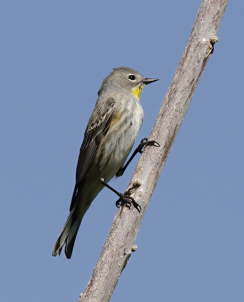Yellow_rumped_Warbler_13_CA_009