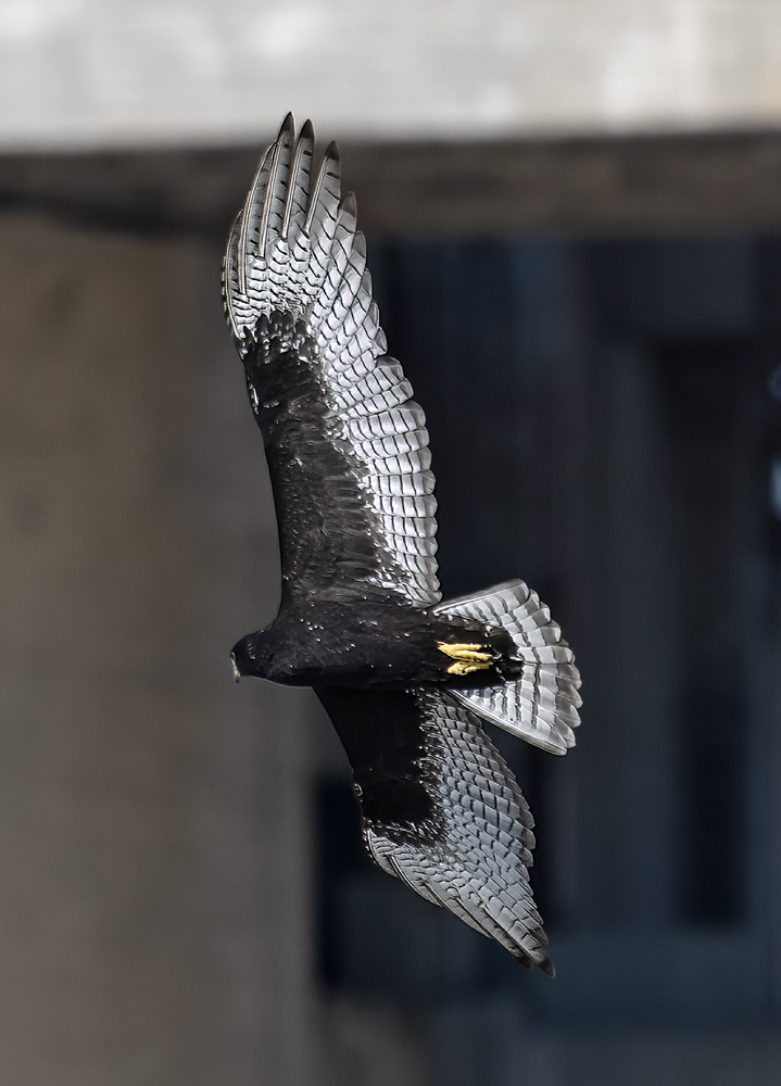 Zone-tailed_Hawk_24_TX_L_002