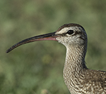 Whimbrel