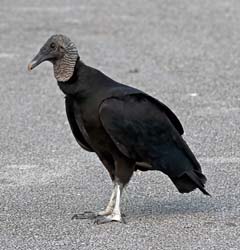 Black Vulture Photo