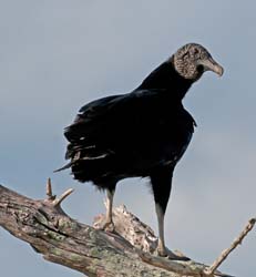 Black Vulture Photo
