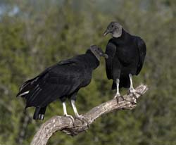 Black Vulture