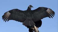 Black Vulture