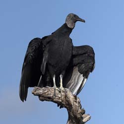 Black Vulture