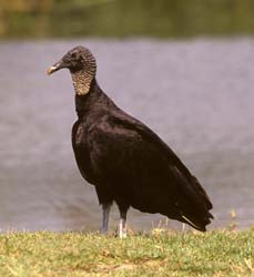 Black Vulture Photo