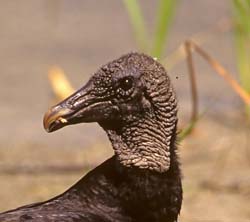 Black Vulture Photo