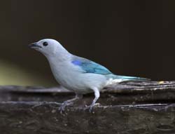 Blue-gray Tanager
