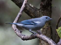 Blue-grey Tanager Photo