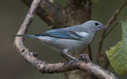 Blue-grey Tanager Photo