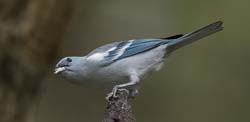 Blue-grey Tanager Photo