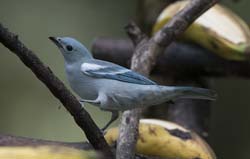 Blue-grey Tanager Photo