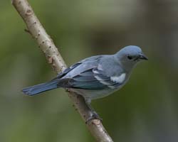 Blue-grey Tanager Photo