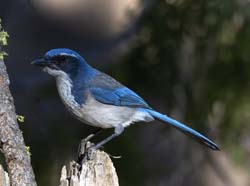 California Scrub-Jay Photo