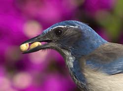 California Scrub-Jay Photo
