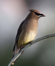 Cedar Waxwing