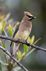 Cedar Waxwing