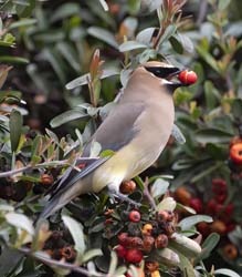 Cedar Waxwing
