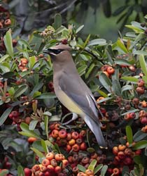 Cedar Waxwing