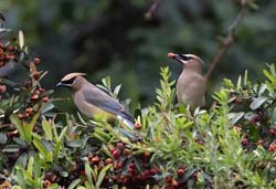 Cedar Waxwing