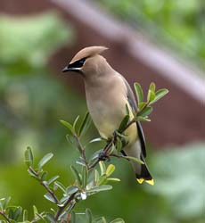 Cedar Waxwing