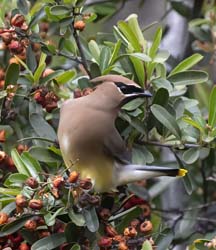 Cedar Waxwing