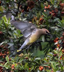 Cedar Waxwing