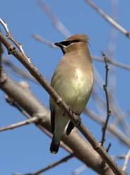 Cedar Waxwing