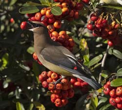 Cedar Waxwing