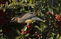 Cedar Waxwing