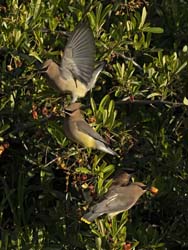 Cedar Waxwing