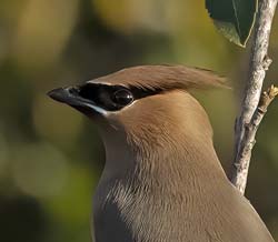 Cedar Waxwing