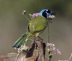 Green Jay/></a></p>
        <p><a href=