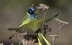 Green Jay/></a></p>
        <p><a href=