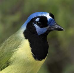 Green Jay/></a></p>
        <p><a href=