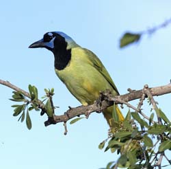 Green Jay/></a>
        <p><a href=