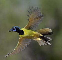 Green Jay/></a></p>
        <p><a href=