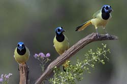 Green Jay/></a></p>
        <p><a href=