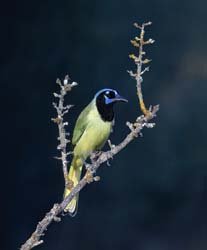 Green Jay/></a></p>
        <p><a href=