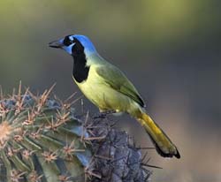 Green Jay/></a></p>
         <p><a href=