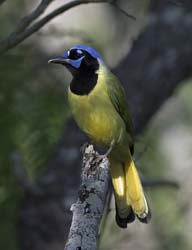 Green Jay