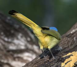 Green Jay