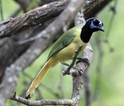 Green Jay